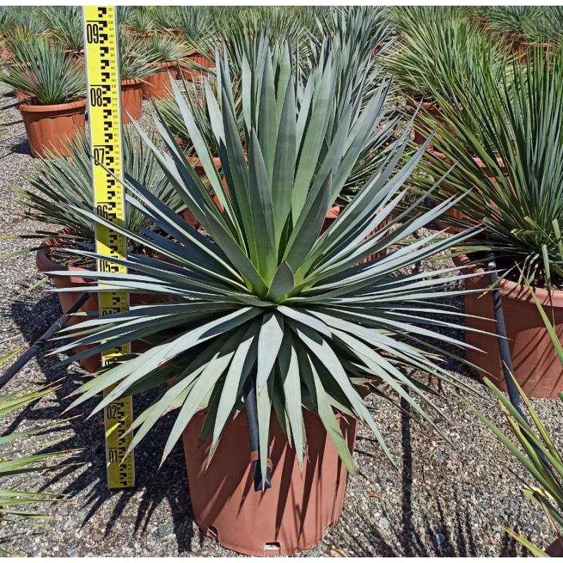 Agave celsii albicans x attenuata ‘Blue Haze’