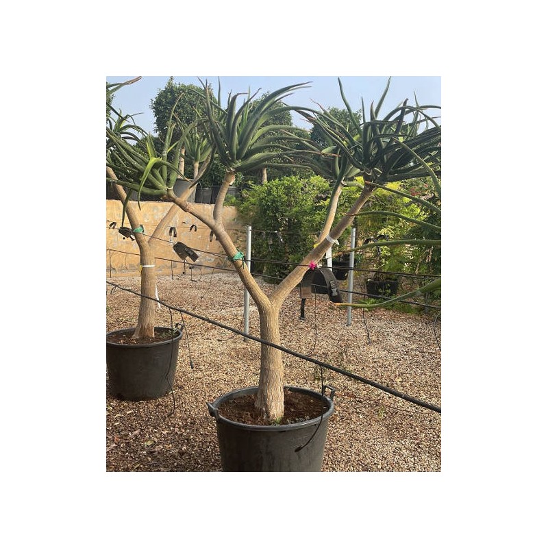 Aloe barberae (Aloe.bainesii) Aloe barberae (Aloe.bainesii)