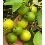Goyave : Psidium guajava "limon": Psidium littorale