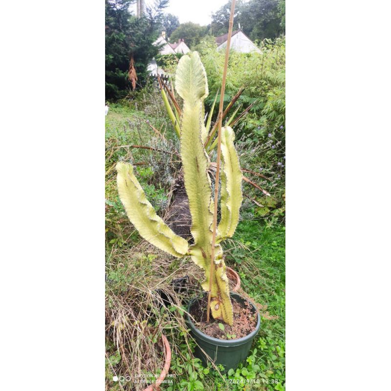 Euphorbia ingens 'Marmorata'