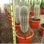 Pachycereus pringlei