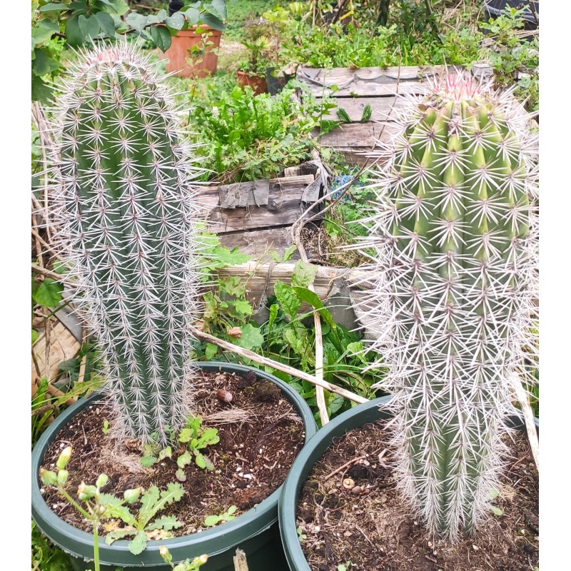 Pachycereus pringlei cactus BIG PROMO