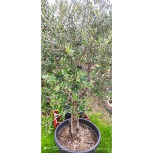 Olea europaea (Oliviers) gros sujets