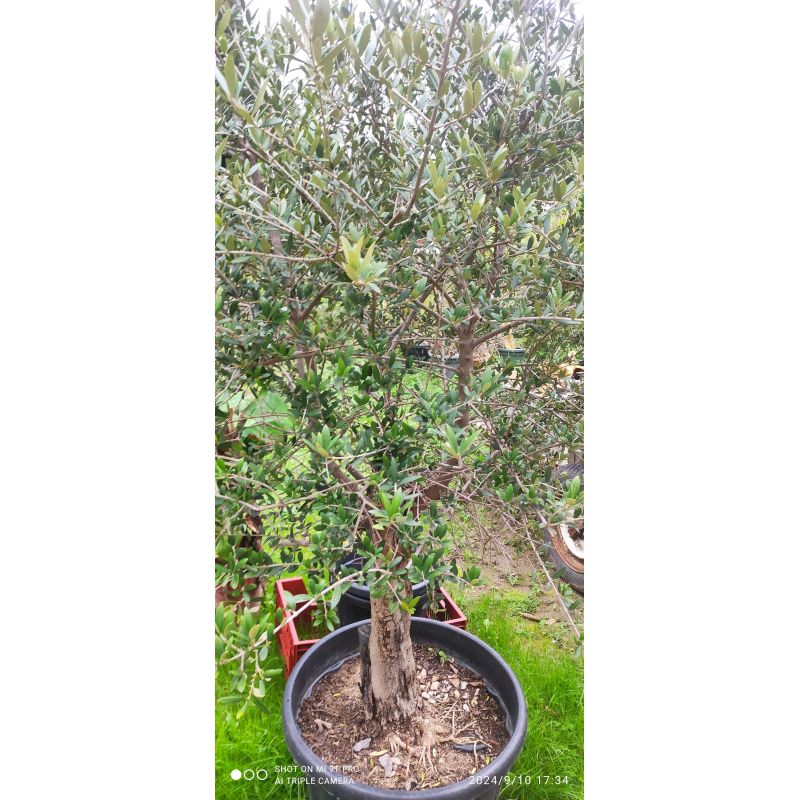 Olea europaea (Oliviers) gros sujets