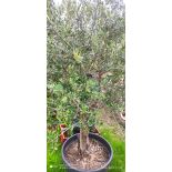 Olea europaea (Oliviers) gros sujets