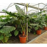 Alocasia portodora (Oreille d'éléphant Géant, Taro)