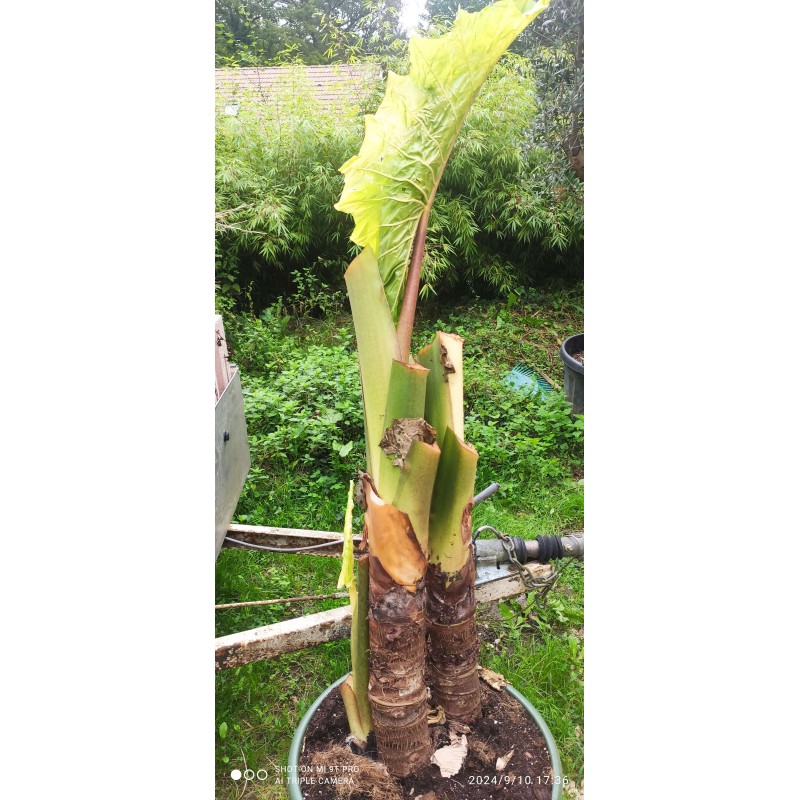 Alocasia portodora second vie (Oreille d'éléphant Géant, Taro)