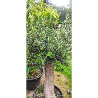 Olea europaea (Oliviers) seconde vie circonférence de tronc 40/50