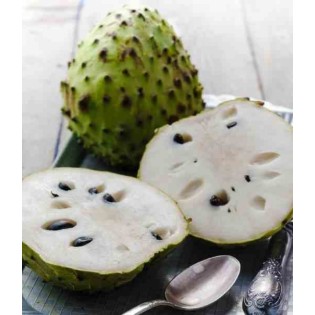 Annona cherimola (Cherimoya)