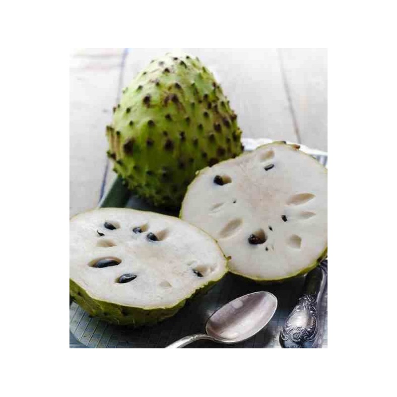 Annona cherimola (Cherimoya)