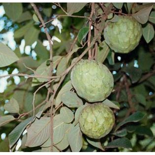 Annona cherimola var FINO DE JETE (Chérimoye)