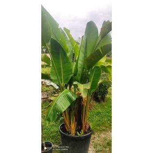 Strelitzia augusta ou strelitzia alba (Oiseaux du paradis géant)