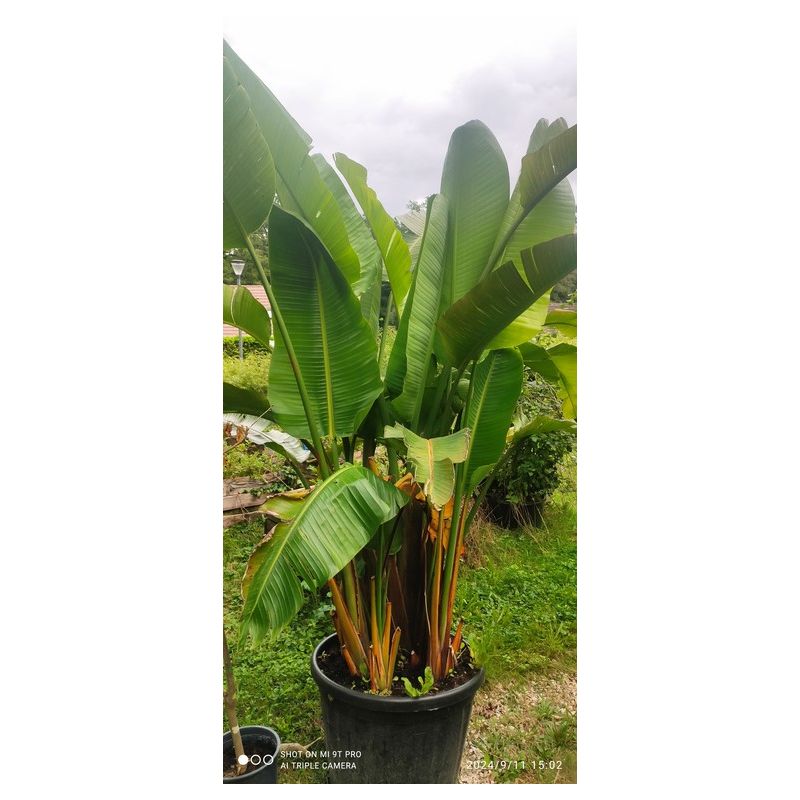 Strelitzia augusta ou strelitzia alba (Oiseaux du paradis géant)