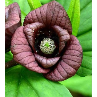 Asimina triloba (paw paw)