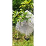 Ficus carica seconde vie (figuier)