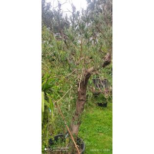 Olea europaea (Oliviers) gros sujets