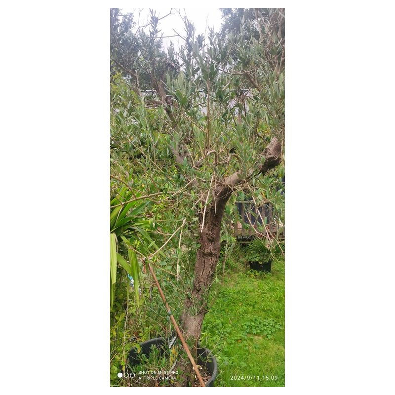 Olea europaea (Oliviers) gros sujets