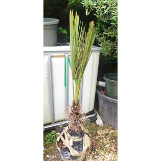 Trachycarpus fortunei (palmier chanvre, palmier moulin à vent)