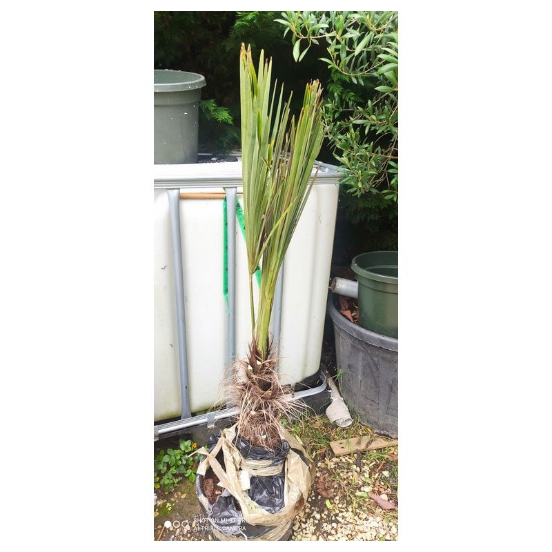 Trachycarpus fortunei (palmier chanvre, palmier moulin à vent)