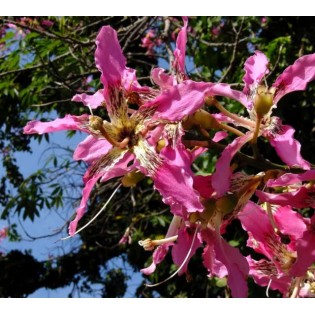 Chorisia speciosa syn ceiba (Bombax - Chorisie - Chorisier - Fromager - Kapok)