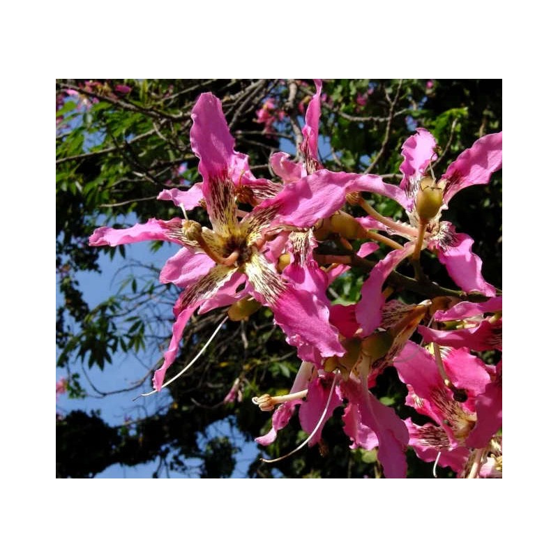 Chorisia speciosa syn ceiba (Bombax - Chorisie - Chorisier - Fromager - Kapok)