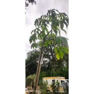 Chorisia speciosa syn ceiba (Bombax - Chorisie - Chorisier - Fromager - Kapok)