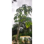 Chorisia speciosa syn ceiba (Bombax - Chorisie - Chorisier - Fromager - Kapok)