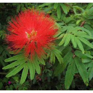 Calliandra tweedii