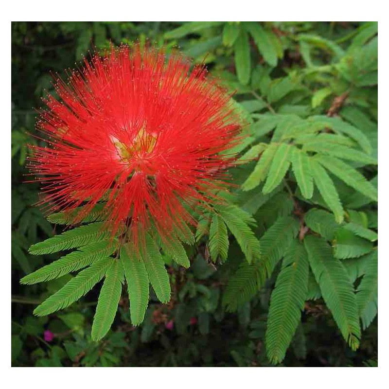 Calliandra tweedii