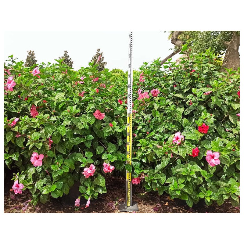 Malvaviscus penduliflorus (Hibiscus dormant) Malvaviscus penduliflorus (Hibiscus dormant)