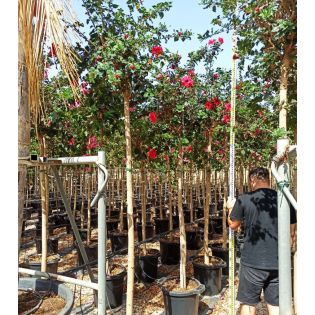 Malvaviscus penduliflorus (Hibiscus dormant)