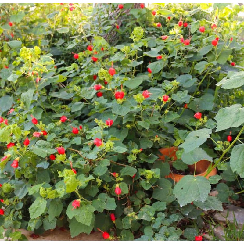 Malvaviscus penduliflorus (Hibiscus dormant)