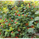 Malvaviscus penduliflorus (Hibiscus dormant)