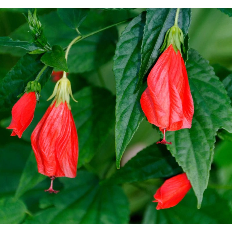 Malvaviscus penduliflorus (Hibiscus dormant)