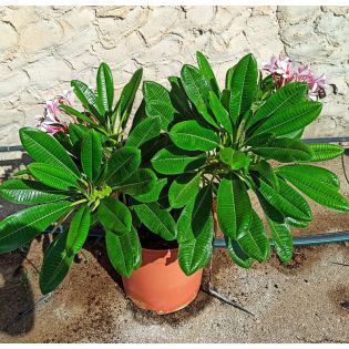 Plumeria rubra blanc a coeur jaune (frangipanier)