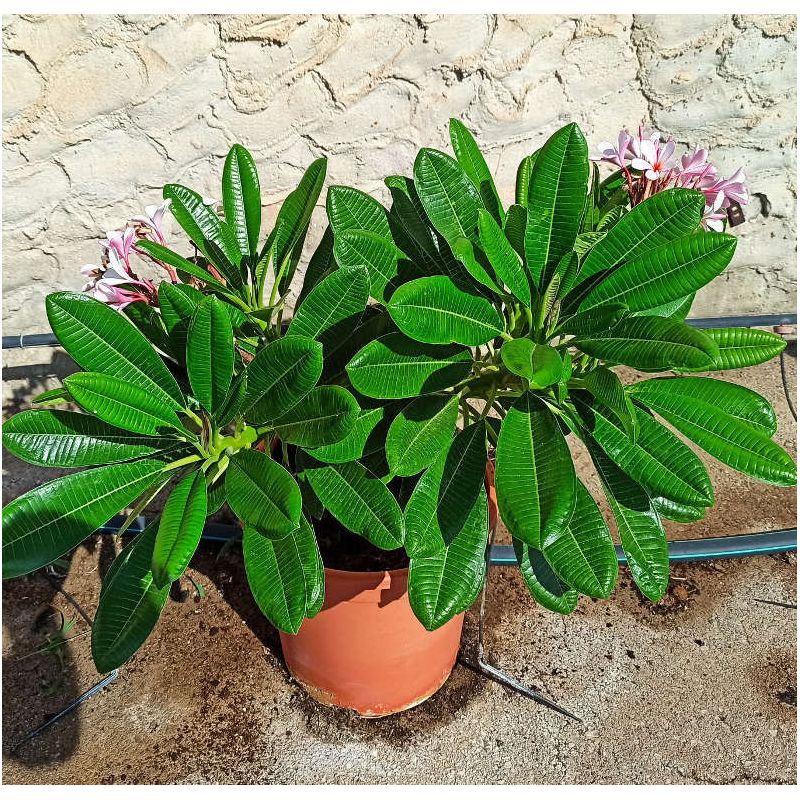 Plumeria rubra blanc a coeur jaune (frangipanier)