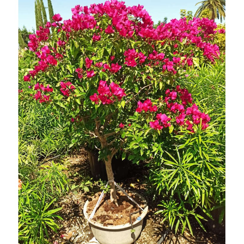 Bougainvillier hybride (bougainvillier)