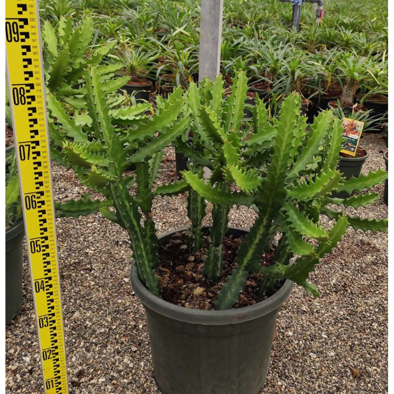 Euphorbia lactea