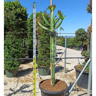 Euphorbia lactea