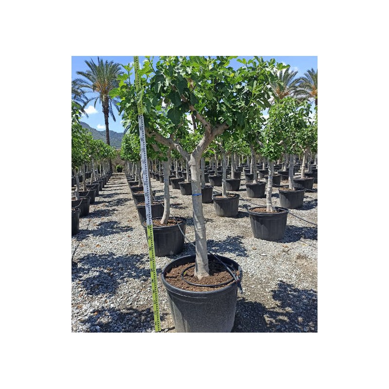 Ficus carica (figuier)