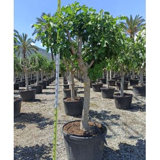 Ficus carica (figuier)