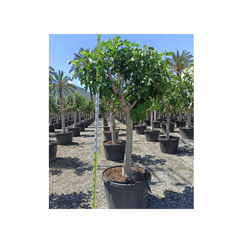 Ficus carica (figuier)