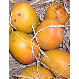 Manguier : Mangifera indica var.gomera