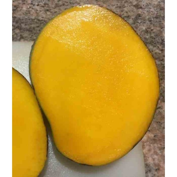 Manguier Mangifera indica var.Keitt Pot de 7 litres ? 80/100cm Taille