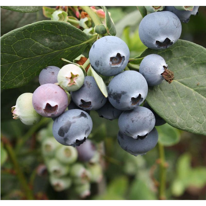 Vaccinium corymbosum (Myrtille d'amérique)