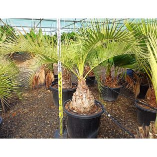 Butia capitata (Palmier à vin ou gelée) specimen