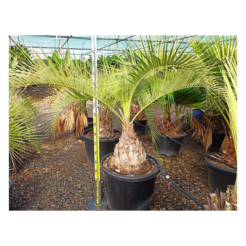 Butia capitata (Palmier à vin ou gelée) specimen