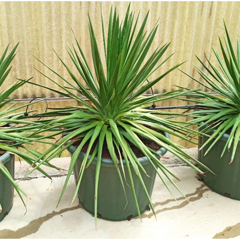 Dracaena draco (Dragonnier des canaris)