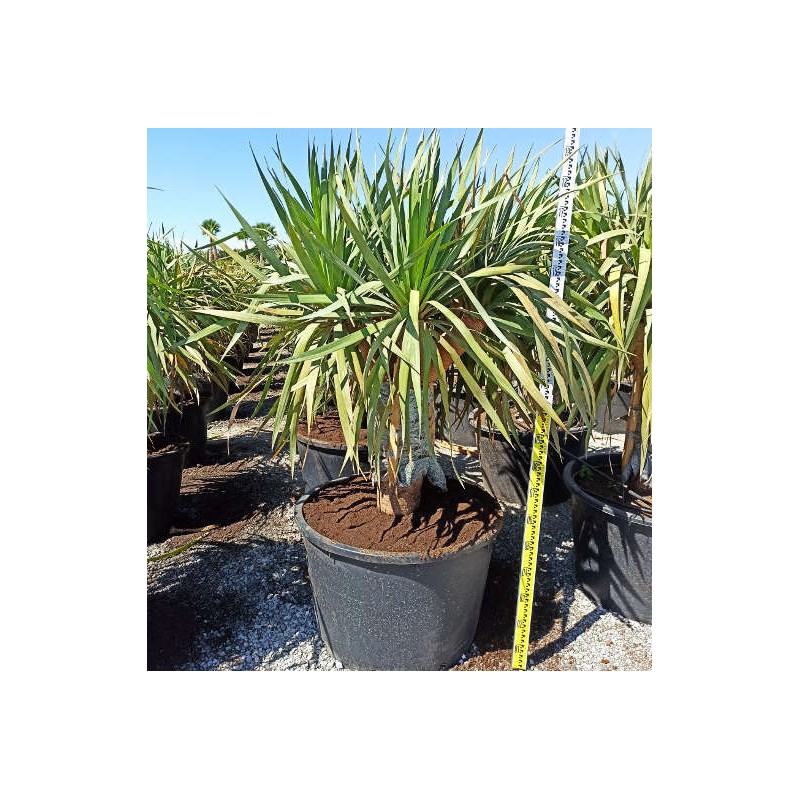 Dracaena draco (Dragonnier des canaries) Dracaena draco (Dragonnier des canaries)