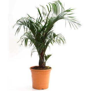 Dypsis decaryi (palmier trièdre)